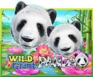 Wild Giant Panda