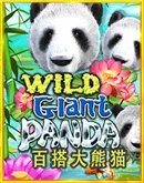 Wild Giant Panda